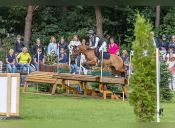 Poney de selle allemand, Jument, 7 Ans, 147 cm, Alezan