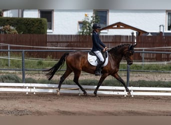 Poney de selle allemand, Jument, 7 Ans, 147 cm, Bai brun