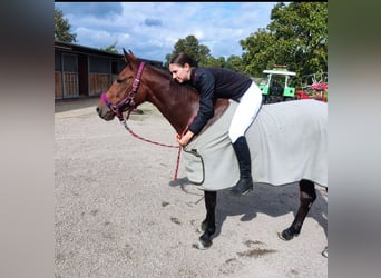 Poney de selle allemand, Jument, 7 Ans, 147 cm, Bai