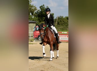 Poney de selle allemand, Jument, 7 Ans, 147 cm, Bai