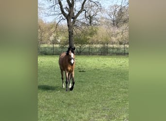 Poney de selle allemand, Jument, 7 Ans, 147 cm, Buckskin