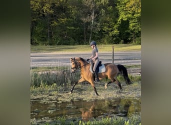 Poney de selle allemand, Jument, 7 Ans, 147 cm, Buckskin
