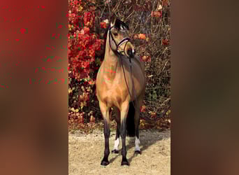 Poney de selle allemand, Jument, 7 Ans, 147 cm, Isabelle