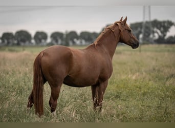 Poney de selle allemand, Jument, 7 Ans, 148 cm, Alezan