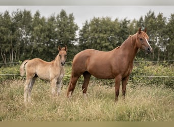 Poney de selle allemand, Jument, 7 Ans, 148 cm, Alezan