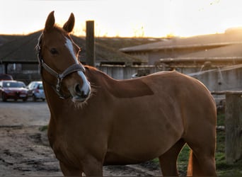 Poney de selle allemand, Jument, 7 Ans, 148 cm, Alezan