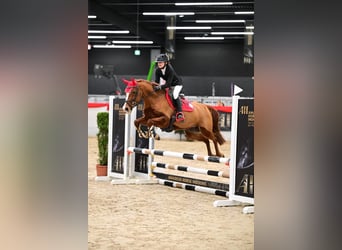 Poney de selle allemand, Jument, 7 Ans, 148 cm, Alezan
