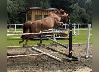 Poney de selle allemand, Jument, 7 Ans, 148 cm, Alezan