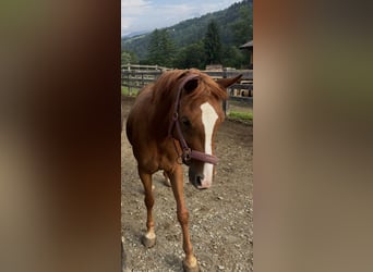 Poney de selle allemand, Jument, 7 Ans, 148 cm, Alezan