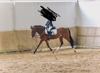 Poney de selle allemand, Jument, 7 Ans, 148 cm, Bai