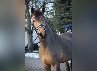 Poney de selle allemand, Jument, 7 Ans, 148 cm, Buckskin