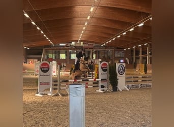 Poney de selle allemand, Jument, 7 Ans, 148 cm, Palomino