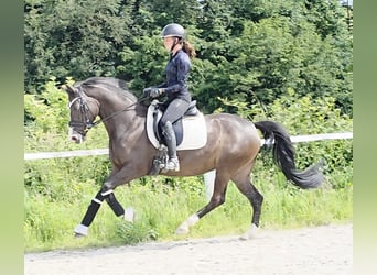 Poney de selle allemand, Jument, 7 Ans, 149 cm, Bai