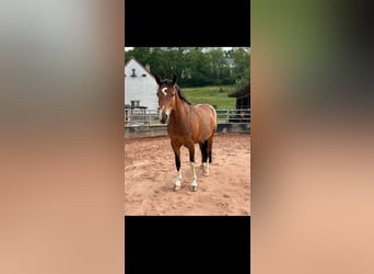 Poney de selle allemand Croisé, Jument, 7 Ans, 150 cm, Bai