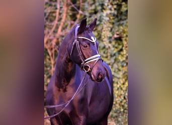 Poney de selle allemand, Jument, 7 Ans, 150 cm, Noir