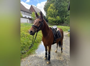Poney de selle allemand, Jument, 7 Ans, 151 cm, Bai