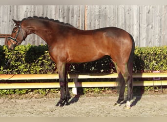Poney de selle allemand, Jument, 7 Ans, 151 cm, Bai