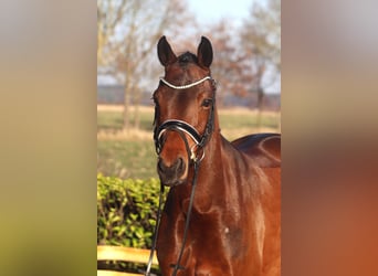 Poney de selle allemand, Jument, 7 Ans, 151 cm, Bai