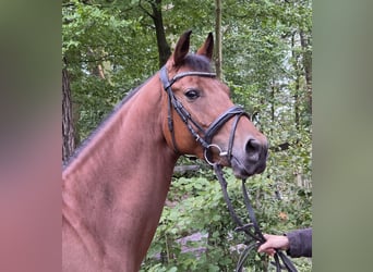 Poney de selle allemand, Jument, 7 Ans, 152 cm, Bai