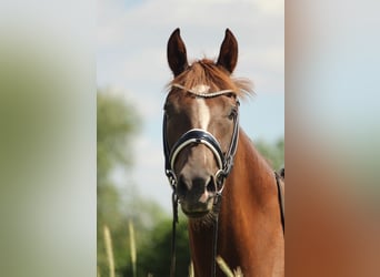 Poney de selle allemand, Jument, 7 Ans, 153 cm, Alezan brûlé