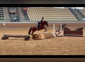 Poney de selle allemand, Jument, 7 Ans, 153 cm, Alezan