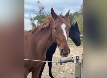 Poney de selle allemand, Jument, 7 Ans, 153 cm, Alezan