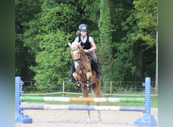 Poney de selle allemand, Jument, 8 Ans, 138 cm, Palomino