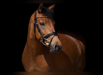 Poney de selle allemand, Jument, 8 Ans, 140 cm, Bai