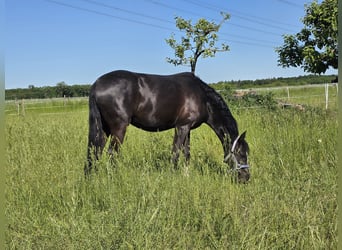 Poney de selle allemand, Jument, 8 Ans, 142 cm, Noir