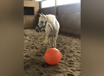 Poney de selle allemand Croisé, Jument, 8 Ans, 143 cm