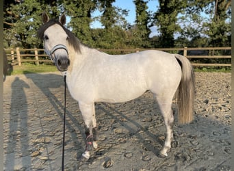 Poney de selle allemand, Jument, 8 Ans, 143 cm, Gris