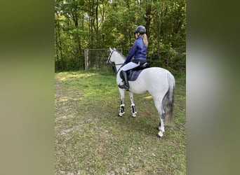 Poney de selle allemand, Jument, 8 Ans, 143 cm, Gris