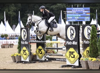 Poney de selle allemand, Jument, 8 Ans, 143 cm, Gris