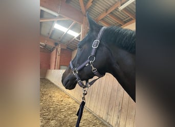 Poney de selle allemand, Jument, 8 Ans, 144 cm, Bai brun