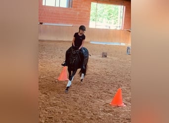 Poney de selle allemand, Jument, 8 Ans, 144 cm, Bai brun