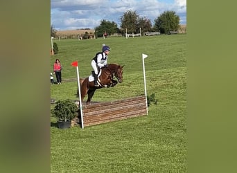 Poney de selle allemand, Jument, 8 Ans, 145 cm