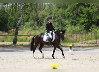 Poney de selle allemand, Jument, 8 Ans, 146 cm, Noir