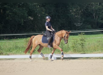 Poney de selle allemand, Jument, 8 Ans, 147 cm, Alezan