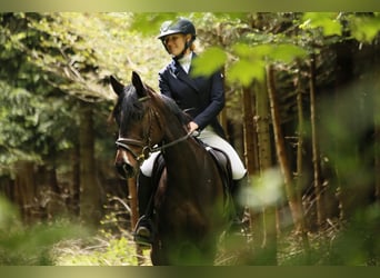 Poney de selle allemand, Jument, 8 Ans, 147 cm, Bai brun foncé