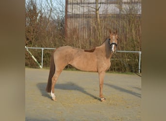 Poney de selle allemand, Jument, 8 Ans, 148 cm, Alezan