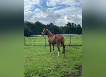 Poney de selle allemand, Jument, 8 Ans, 148 cm, Alezan