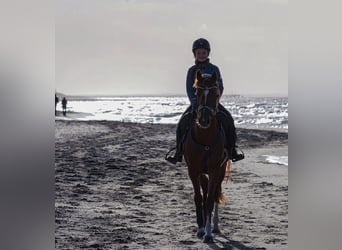 Poney de selle allemand, Jument, 8 Ans, 148 cm, Alezan