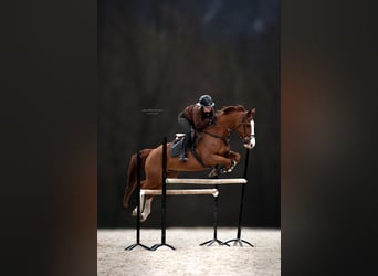 Poney de selle allemand, Jument, 8 Ans, 148 cm, Alezan