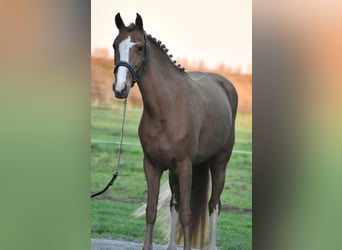 Poney de selle allemand, Jument, 8 Ans, 148 cm, Alezan