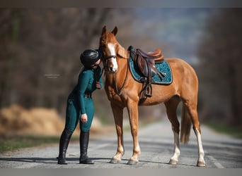 Poney de selle allemand, Jument, 8 Ans, 148 cm, Alezan