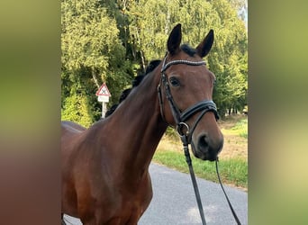 Poney de selle allemand, Jument, 8 Ans, 148 cm, Bai