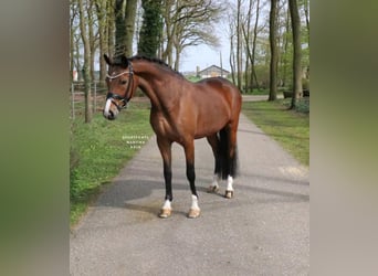 Poney de selle allemand, Jument, 8 Ans, 148 cm, Bai