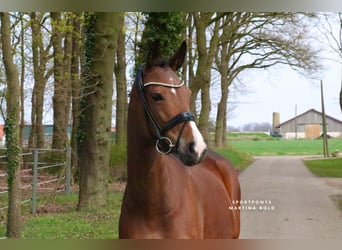 Poney de selle allemand, Jument, 8 Ans, 148 cm, Bai