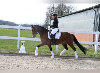 Poney de selle allemand, Jument, 8 Ans, 148 cm, Bai
