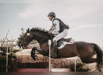 Poney de selle allemand, Jument, 8 Ans, 148 cm, Bai